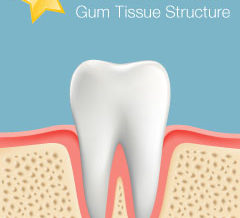 Healthy Gum Tissue Structure