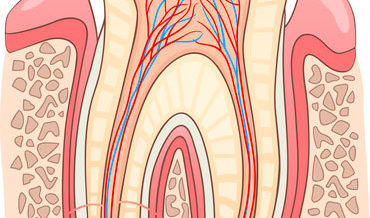 Tooth Section Medical Illustration